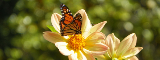 California Native Garden Design
