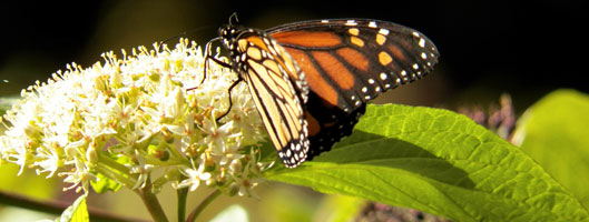 California Native Garden Design